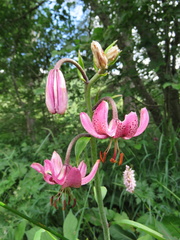 Lilium martagon