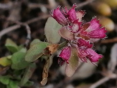 Menthinae
