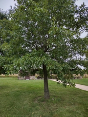 Quercus imbricaria