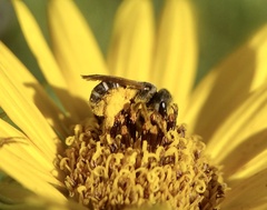 Halictus ligatus