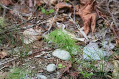 Equisetum sylvaticum