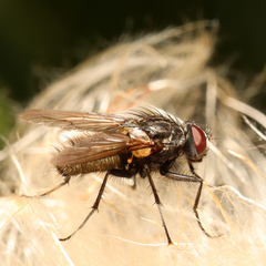 Azeliinae