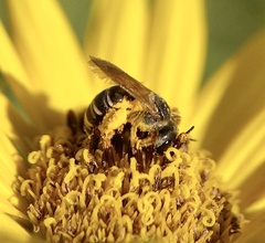 Halictus ligatus