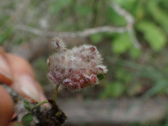 Blaesodiplosis