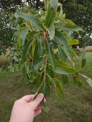 Quercus imbricaria