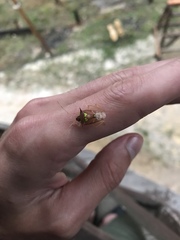 Rhyncholepta
