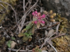 Menthinae