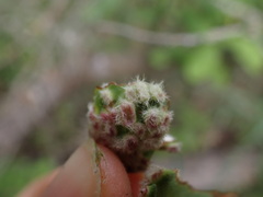 Blaesodiplosis