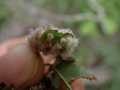 Blaesodiplosis