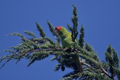 Psittacara erythrogenys