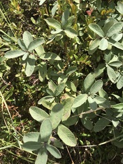 Lonicera villosa