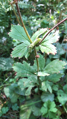 Geum macrophyllum