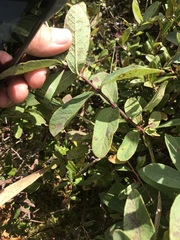 Lonicera villosa