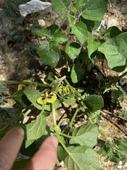 Physalis mollis