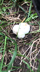 Lycoperdon marginatum