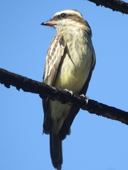 Empidonomus varius