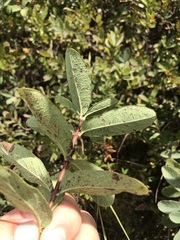 Lonicera villosa