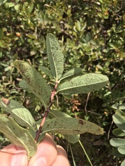 Lonicera villosa
