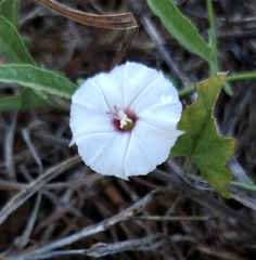 Convolvulus equitans