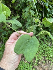Passiflora rubra
