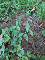 Persicaria barbata