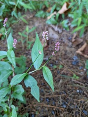 Persicaria barbata