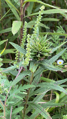 Rhopalomyia solidaginis