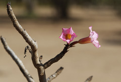 Adenium obesum