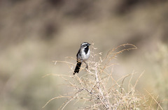 Amphispiza bilineata
