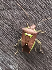 Rhyncholepta