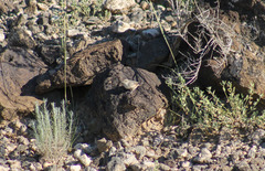 Salpinctes obsoletus