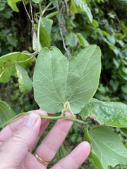 Passiflora rubra