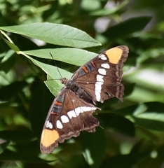 Adelpha eulalia