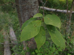 Blaesodiplosis