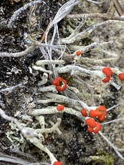 Cladonia macilenta
