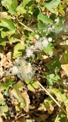 Clematis ligusticifolia