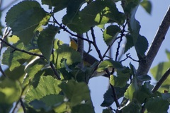 Icteria virens