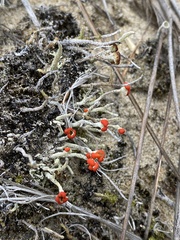 Cladonia macilenta