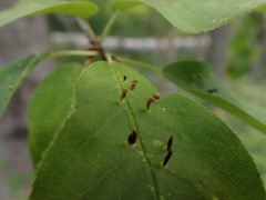 Blaesodiplosis