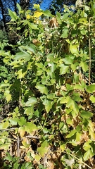 Clematis ligusticifolia