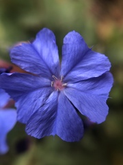 Ceratostigma plumbaginoides