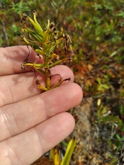 Platanthera blephariglottis