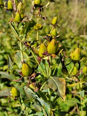 Hypericum ascyron