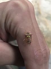 Rhyncholepta