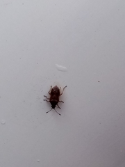 Heteroptera