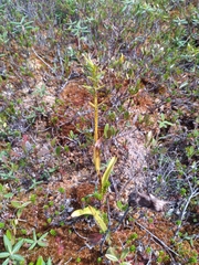 Platanthera blephariglottis
