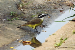 Pitangus sulphuratus
