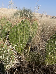Opuntia cymochila