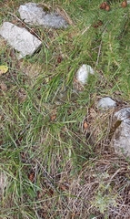 Hierophis viridiflavus