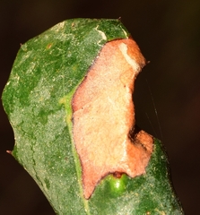 Phyllonorycter endryella